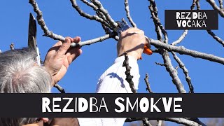 BOJE ZEMLJE Rezidba smokve