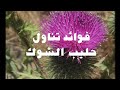 حليب الشوك وفوائده للكبد حليب الشوك وفوائده للكبد
