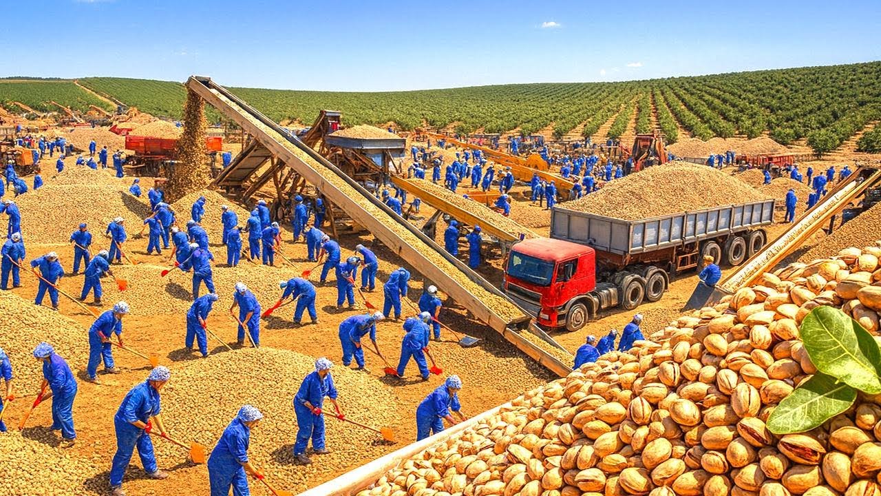 CUM se PRODUC FISTICII | AȘA sunt RECOLTATE și PROCESATE TONE de FISTICI