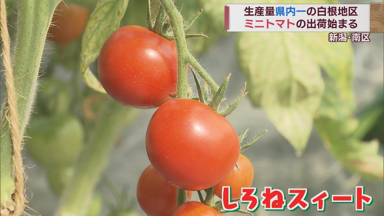 甘く育ったミニトマト 県内一の産地・新潟市南区白根地区で出荷始まる 