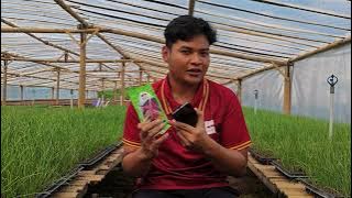 tanam bawang merah dari biji atau benih emang bisa? Benih bawang merah TSS rumah bawang jawa tengah