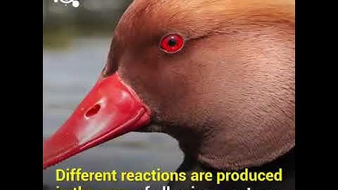 Birds can Navigate Earth