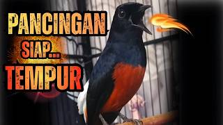 PANCINGAN AMPUH  menaikkan EMOSI MURAI BATU agar MURAI diam langsung nyaut BUNYI GACOR
