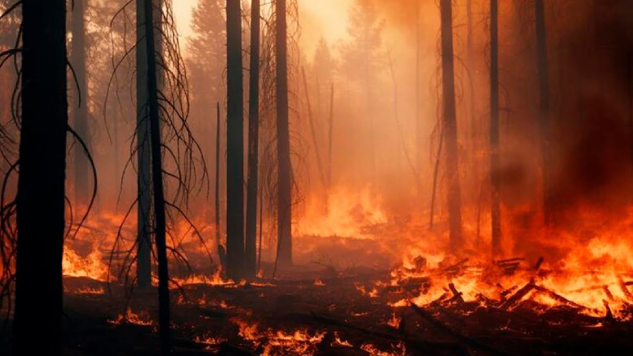 Из-за пала сухой травы и порывистого ветра в Амурской области произошли два природных пожара