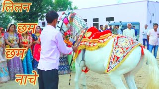 लीलण छम छम नाचे पर घोड़ी का गजब का डांस/new marwadi horse dance //singer Balli mohanwadi