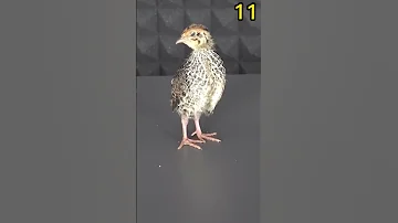مراحل نمو طائر السمان 
