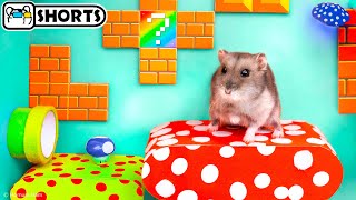 ? Hamster escapes the Super Mario Maze 2.0 Shorts ? Homura Ham Pets