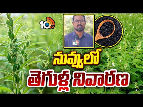 Pest control in sesame | నువ్వులో తెగుళ్ల నివారణ | Matti Manishi | 10TV News - 10TVNEWSTELUGU