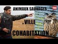 Animaux Sauvages En Ville : Cohabitation ? (THOMAS JEAN &quot;La Minute Sauvage&quot;) #photoanimaliere