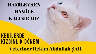 Disi Kedilerde Kizginlik Donemi Hamile Kedi Kizginliga Girer Mi Evde Kedi Bakimi Youtube