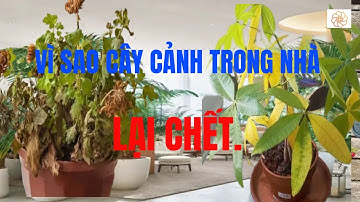 Cách Chăm Sóc  Cây Cảnh Trong Nhà Không Bị Vàng Lá , Thối Thân Và Phát Triển Xanh Tốt Quanh Năm.
