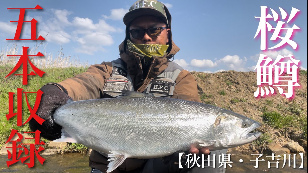 2023/04【桜鱒・サクラマス】【5本収録】子吉川 サクラマス釣行 H.F.C 三浦 丞司