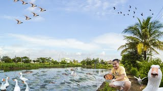 How did I produce 10,000 fry of tilapia in just three months period.? discover how!