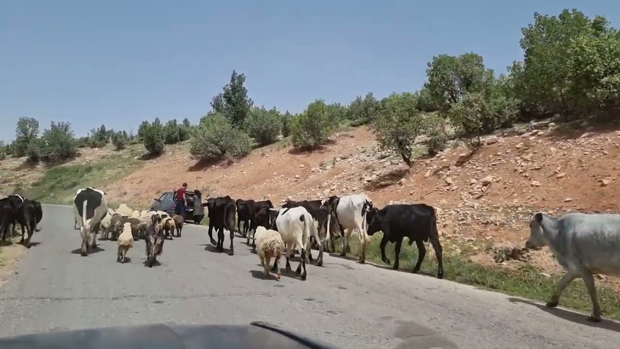 Animal traffic // lol