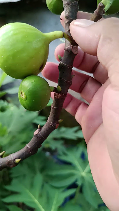 The figs are ripe #shortvideo #fruit #plant cultivation #agriculture #how to care for plants