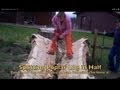 Splitting Massive Poplar Log in Half Splitting Massive Poplar Log in Half
