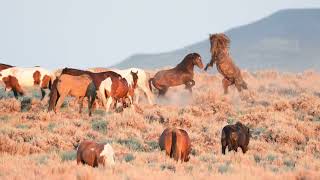 Mystique’s Quest  McCullough Peaks Wild Horses