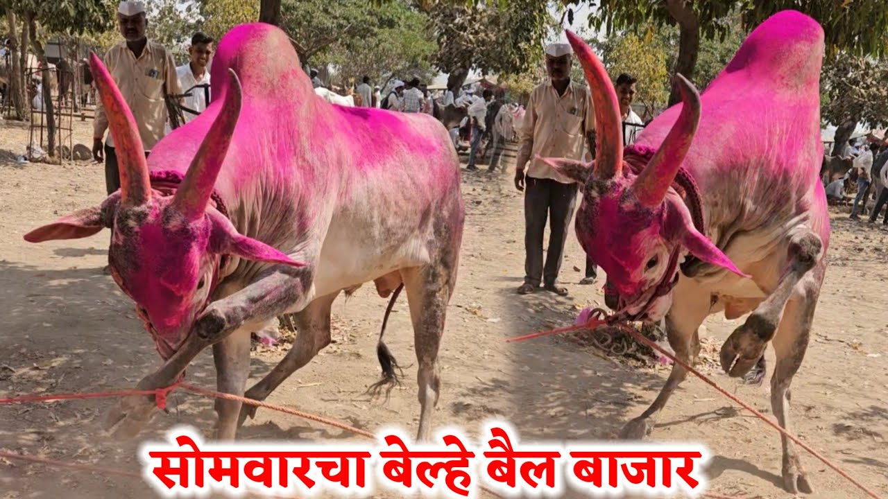 सोमवारचा बेल्हे बैल बाजार,,दि-‌23/02/2026…Belhe Bail Bajar..Bail Bazar Belhe...#Belhe