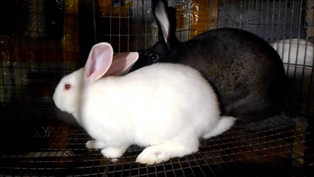 TEK Rabbitry baby update October 2016 - YouTube