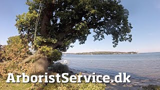 Health check of a protected oak - Sundhedstjek af en fredet ege by Soren Satellit 1,680 views 5 years ago 5 minutes, 21 seconds