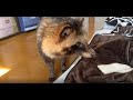 新しい家族はまさかのタヌキ！？【ぽんぽこタヌキのこやきちゃん】The new family is a raccoon dog!!