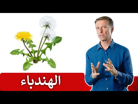 فيديو: هل يمكنك تناول جذر الهندباء - نصائح حول كيفية استخدام نباتات الهندباء