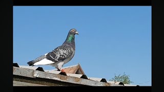 Pigeons race nr.1 Vištytis 150 km. arrived 2024-05-19