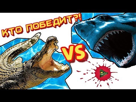 КТО ПОБЕДИТ: Гребнистый крокодил или белая акула?