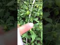 Tomatillo en su planta