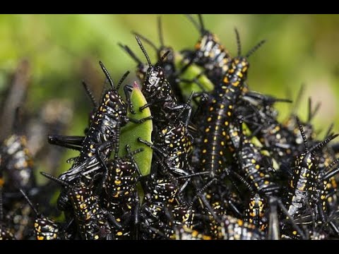 Yahusha's Call~ THE GATHERING OF THE CATERPILLAR AND THE LOCUST