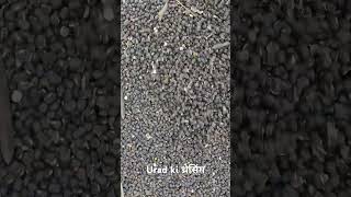 उड़द की थ्रेसिंग ll उड़द pu94 ll 12 kw. per acre upej ll