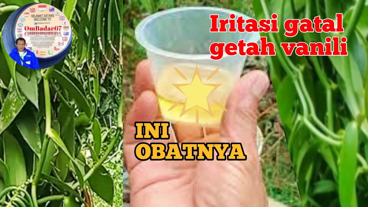CARA MENGOBATI IRITASI GATAL AKIBAT GETAH VANILI #vanilla 