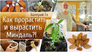 Как прорастить и вырастить Миндаль?!