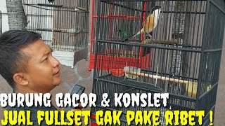 KIOS FENOMENAL ! BURUNG RIIL GACOR DEPAN MUKA JUAL FULLSET GAK PAKE RIBET