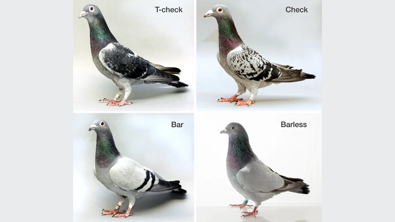 The Genetics of a Champion Racer: What Pigeon Breeders NEED to Know