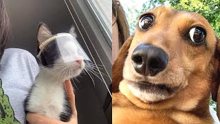 Tiktok Funny And Cute Pets / Tiktok's Cutest Pets #6 by Cute Paws 4,394 views 2 years ago 11 minutes, 1 second