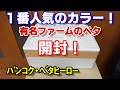 【ベタの繁殖】ベタ買いました！１番人気のカラー！【熱帯魚】season5-2