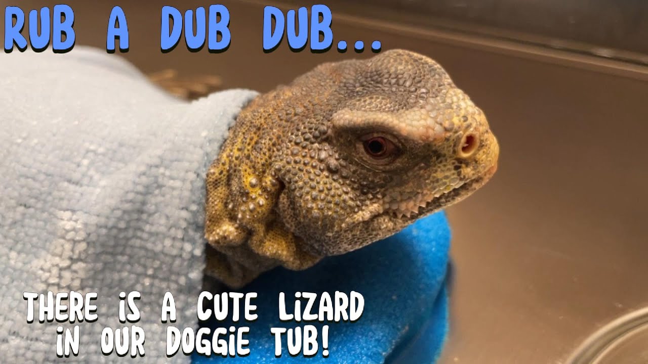 Using a Doggie Tub to Bathe a Lizard?  Why Not!?!?