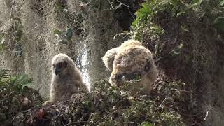 Great Horned Owl