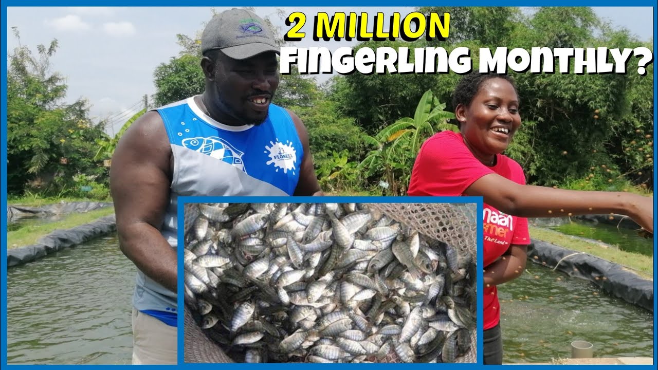 Моя рыбная ферма производит 2 миллиона мальков ежемесячно || Увольнение с работы окупилось || ВАУ 😳