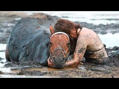 必涙!泥に足を取られ動けなくなった馬を助けるため、飼い主は3時間戦い続けました。