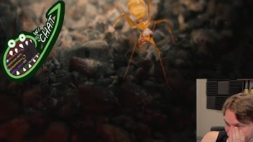 Jerma Streams with Chat - Bug Tier Lists (July 2022)