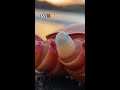 The Hidden bud That Grows Into a new Crab leg