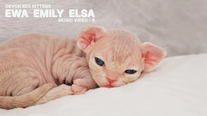 Watch the video about Little Devon Rex Cats Ewa, Emily and Elsa. Relaxing Music - 9