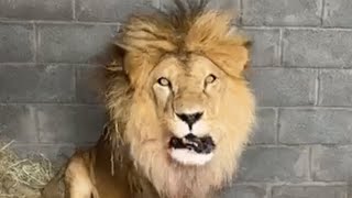 Circus lions taste freedom for first time