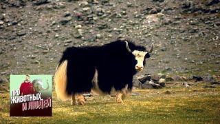 Тува. Паломничество к азиатским быкам. Часть 2 🐾 Про животных и людей 🌏 Моя Планета Тува. Паломничество к азиатским быкам. Часть 2 🐾 Про животных и людей 🌏 Моя Планета