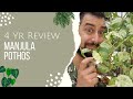 Critique de manjula pothos  4 ans plus tard  le manjula epipremnum vautil le battage mdiatique 