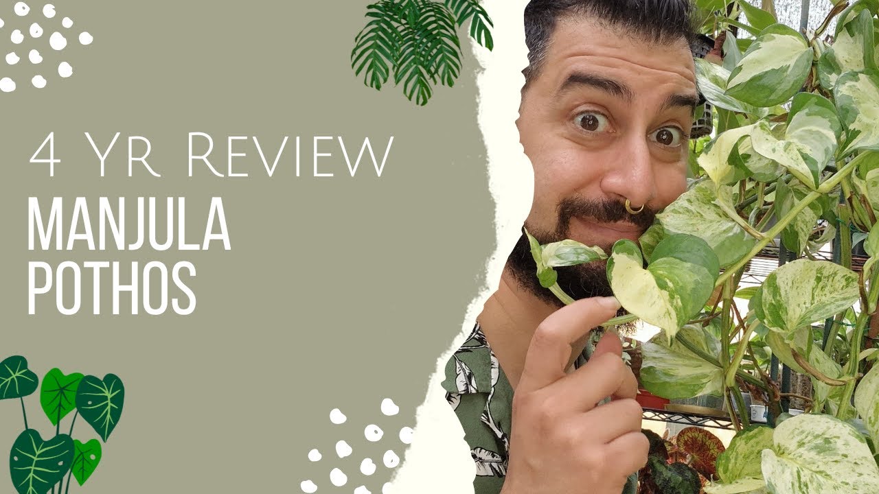 Manjula Pothos Review | 4 Years Later | Is the Manjula Epipremnum worth the hype?