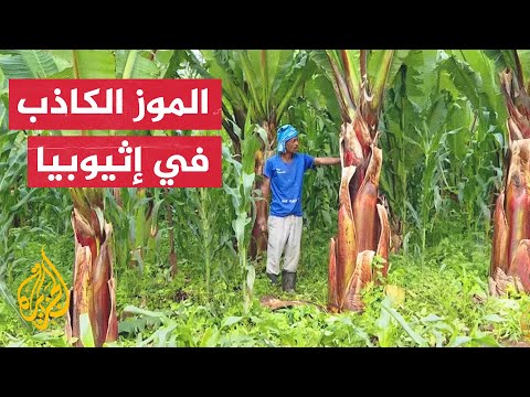 الإنست نبتة قاهرة للمجاعات تُزرع في جنوبي إثيوبيا.. تعرف عليها