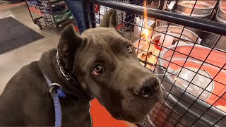 Corso Pup From Arizona Visits Texas Tractor Supply For The First Time | Darla Darling by The Dog Messiah 351 views 4 days ago 16 minutes